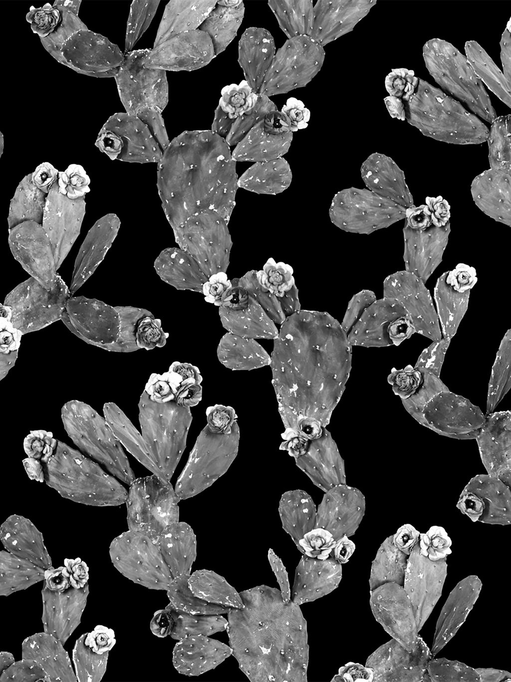 Desert Blooms Wallpaper, black and gray