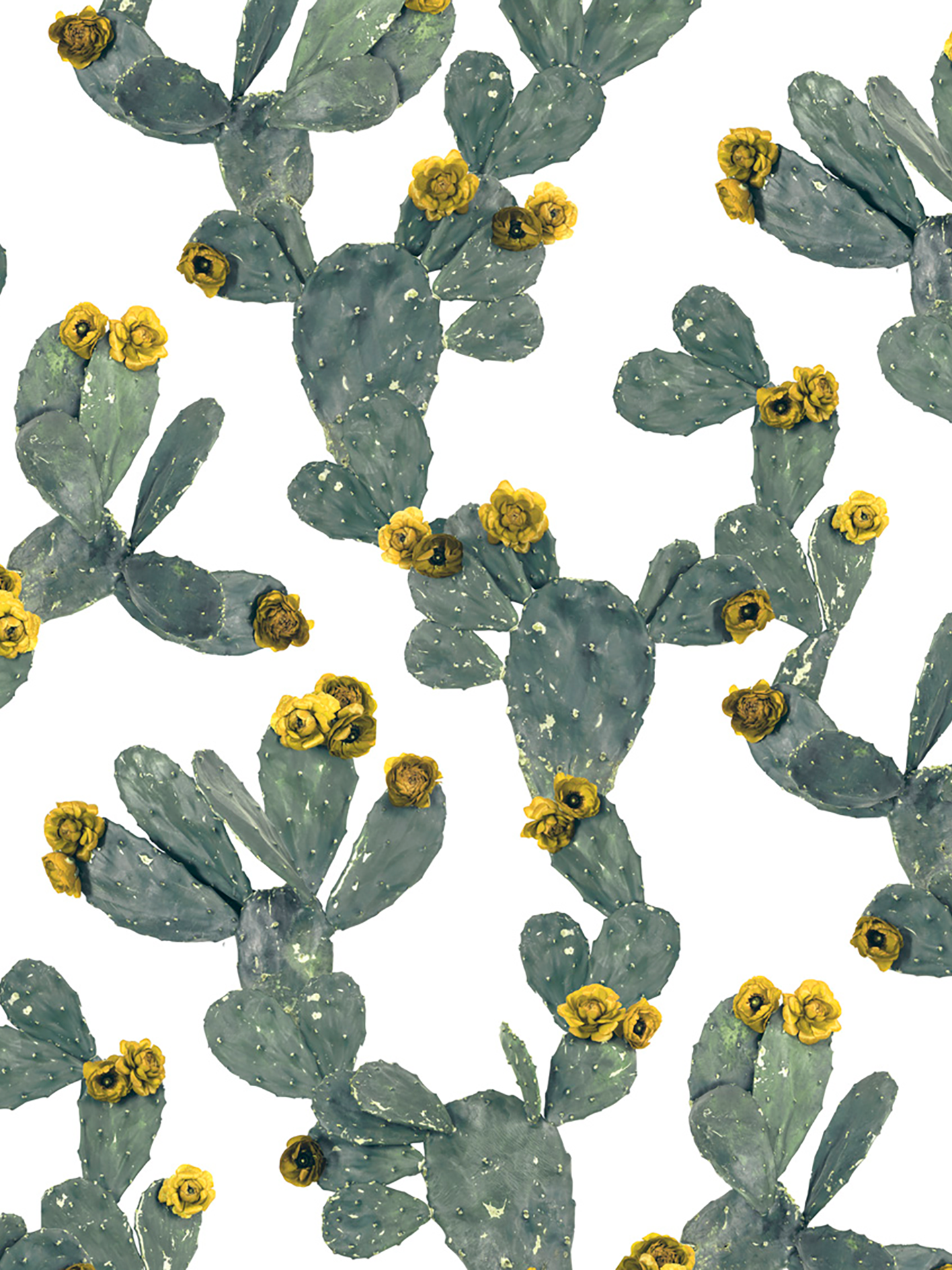 Desert Blooms Wallpaper, white and yellow