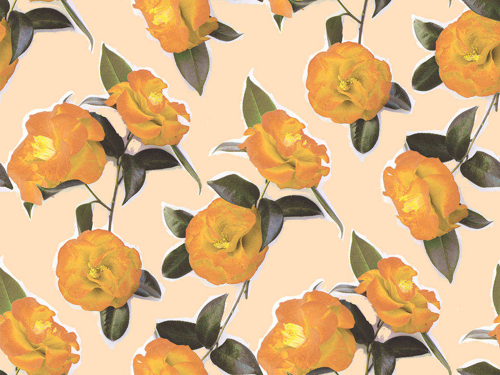Camellia Wallpaper, peach and orange