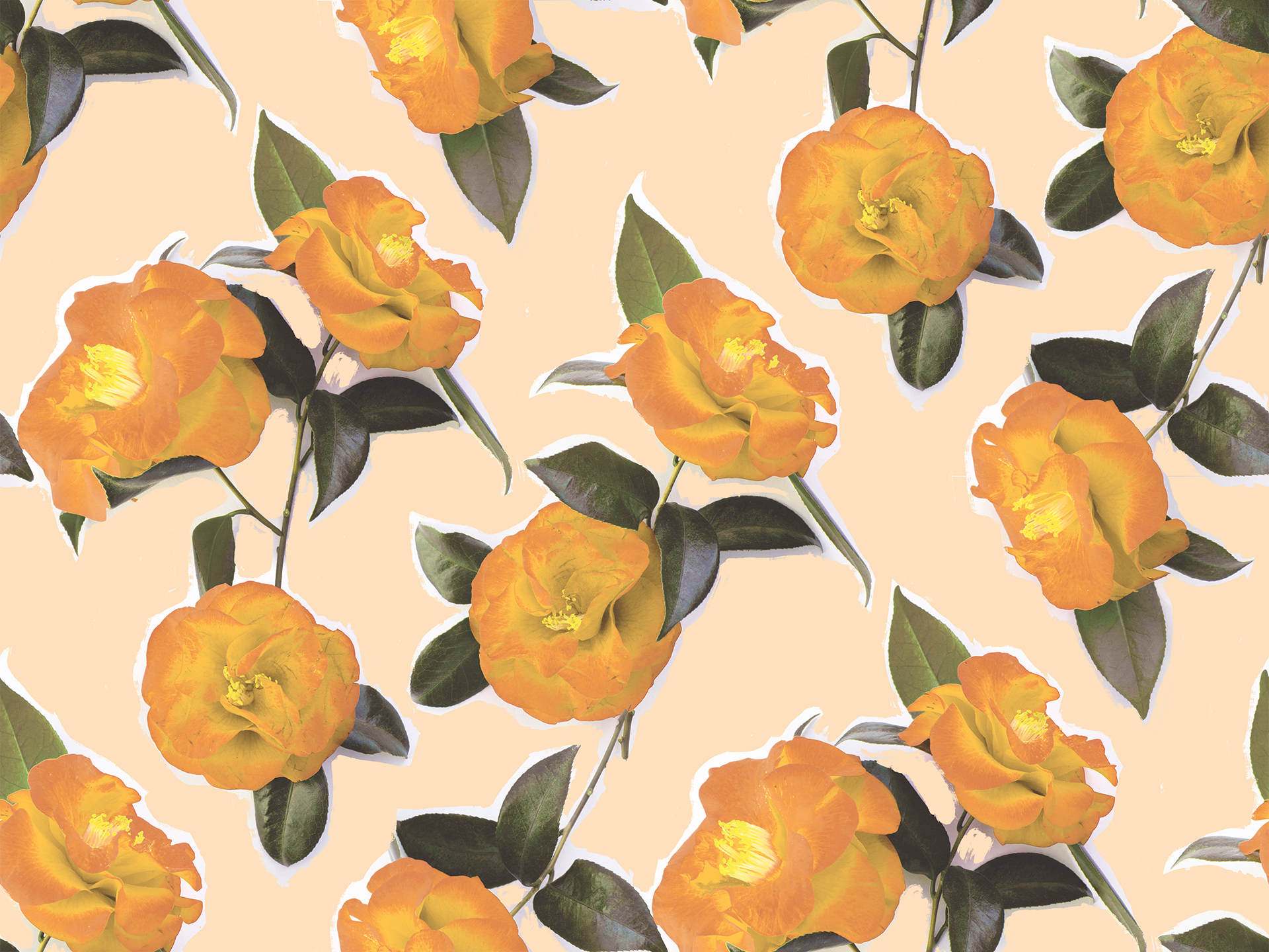 Camellia Wallpaper, peach and orange