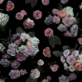 Rose Farm Wallpaper, black and pastel