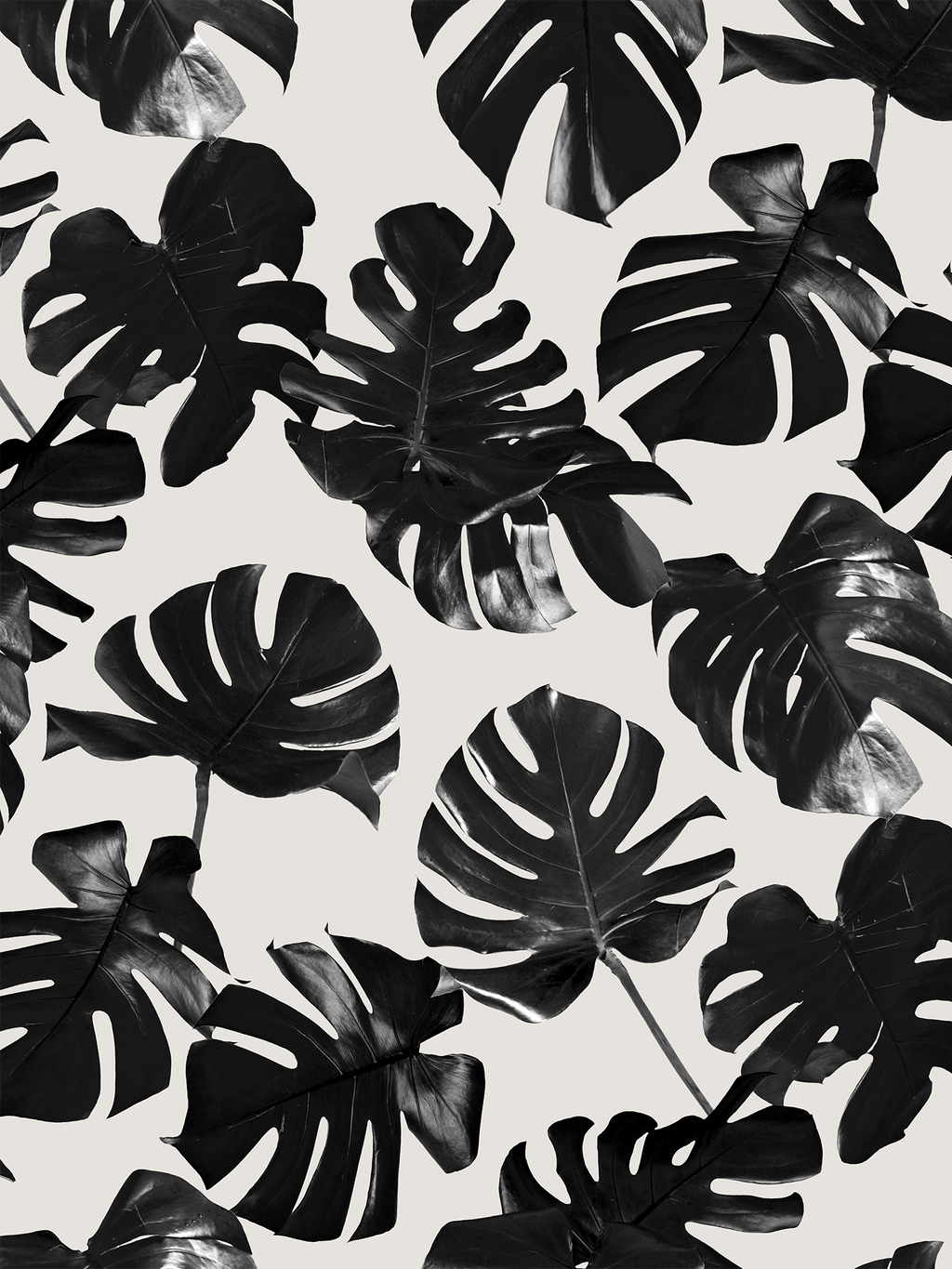 Monstera Leaf Wallpaper, black and off-white