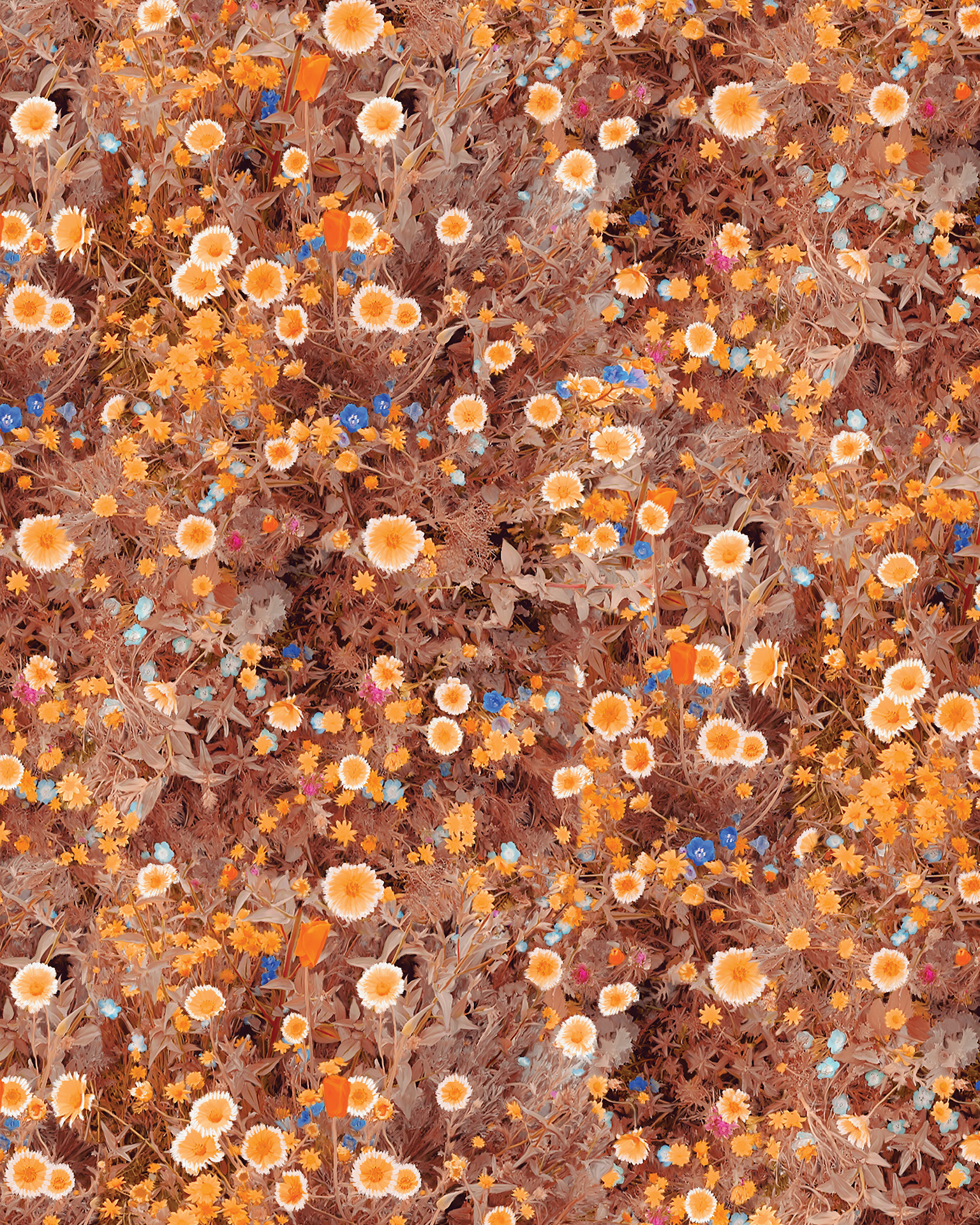 Cali Flowers Wallpaper, golden hour