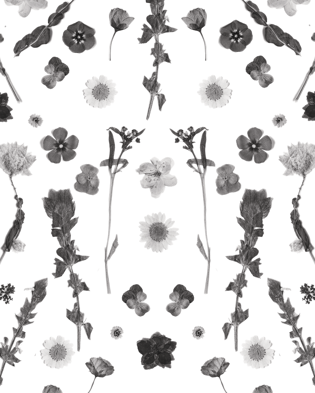 Pressed Fresh Version 02 Wallpaper, black and white