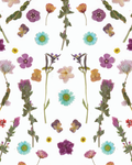 Pressed Fresh Version 02 Wallpaper, purple and blue